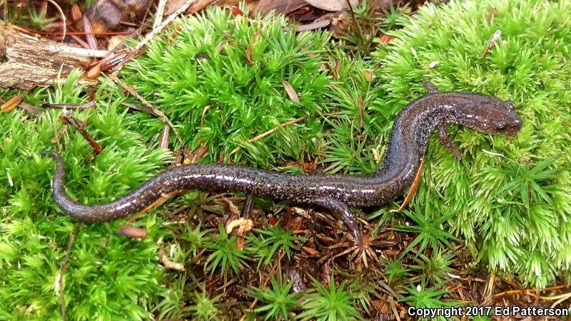 Valley And Ridge Salamander (Plethodon hoffmani)