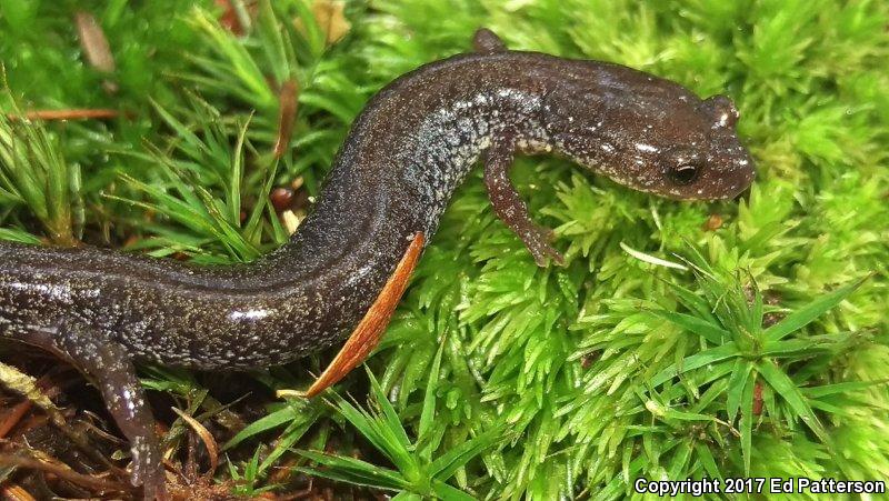 Valley And Ridge Salamander (Plethodon hoffmani)