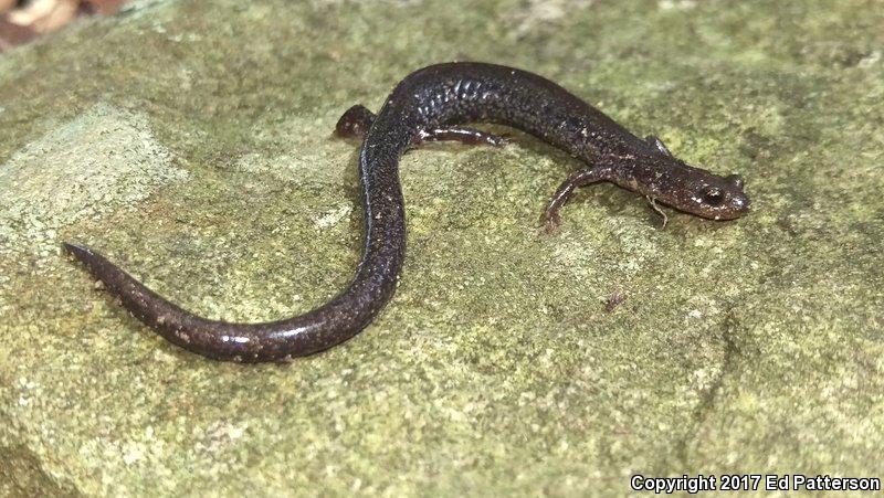 Valley And Ridge Salamander (Plethodon hoffmani)