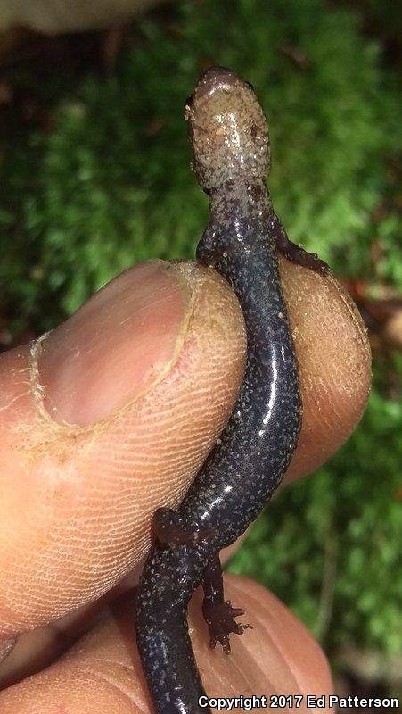 Valley And Ridge Salamander (Plethodon hoffmani)