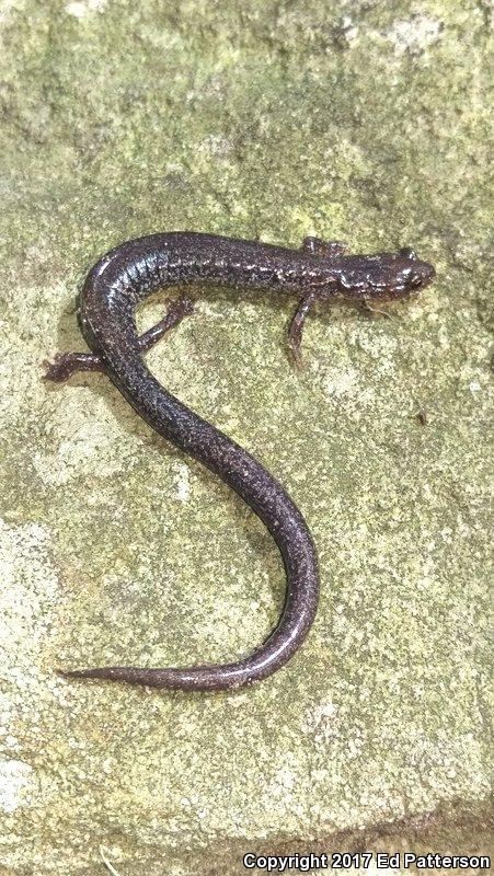 Valley And Ridge Salamander (Plethodon hoffmani)