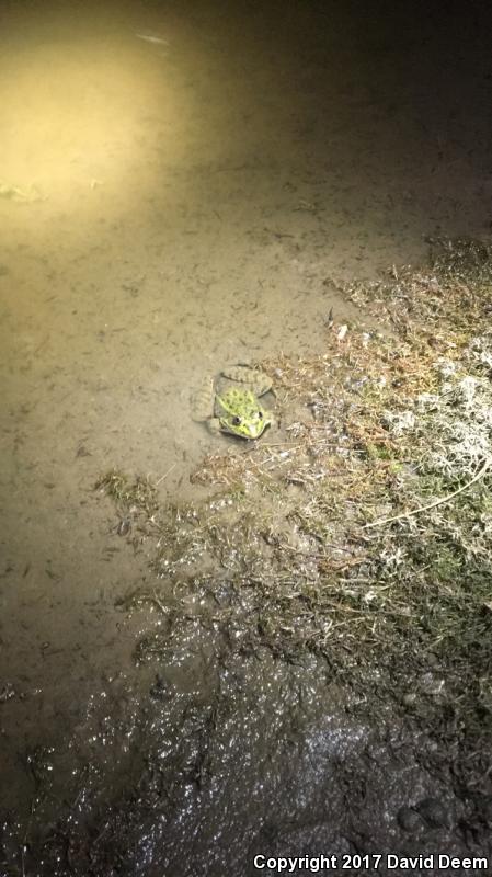 Chiricahua Leopard Frog (Lithobates chiricahuensis)