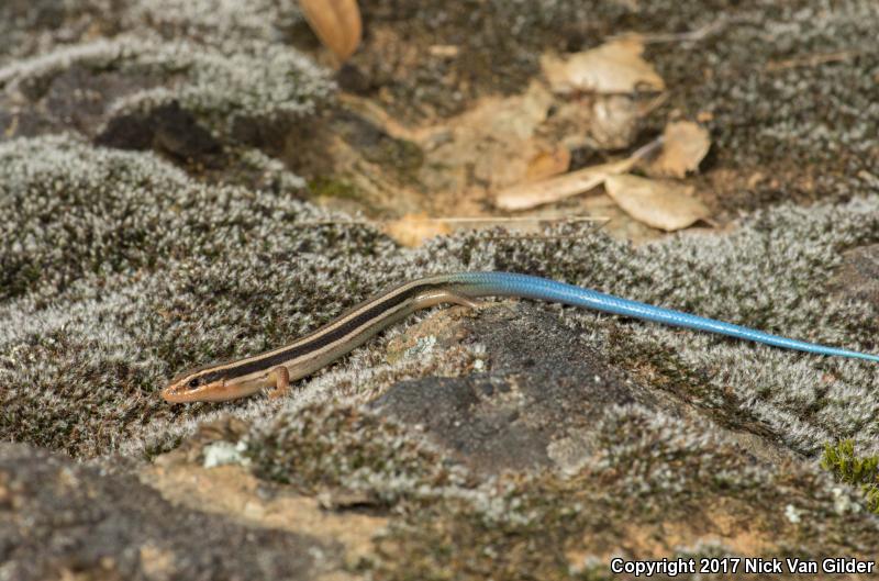 Northern Brown Skink (Plestiodon gilberti placerensis)