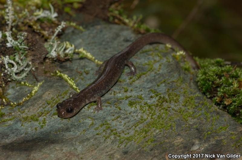 Siskiyou Mountains Salamander (Plethodon stormi)