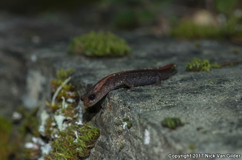 Siskiyou Mountains Salamander (Plethodon stormi)