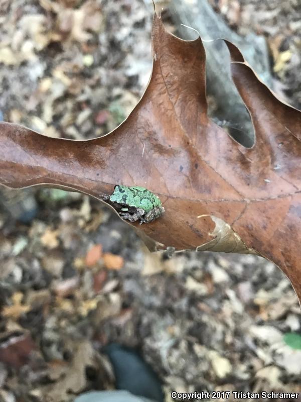 Bird-voiced Treefrog (Hyla avivoca)