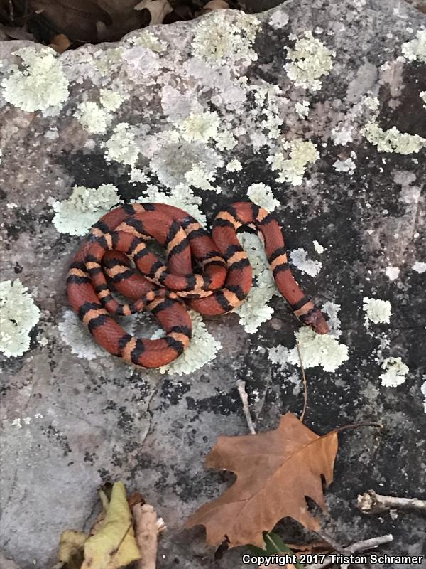 Red Milksnake (Lampropeltis triangulum syspila)