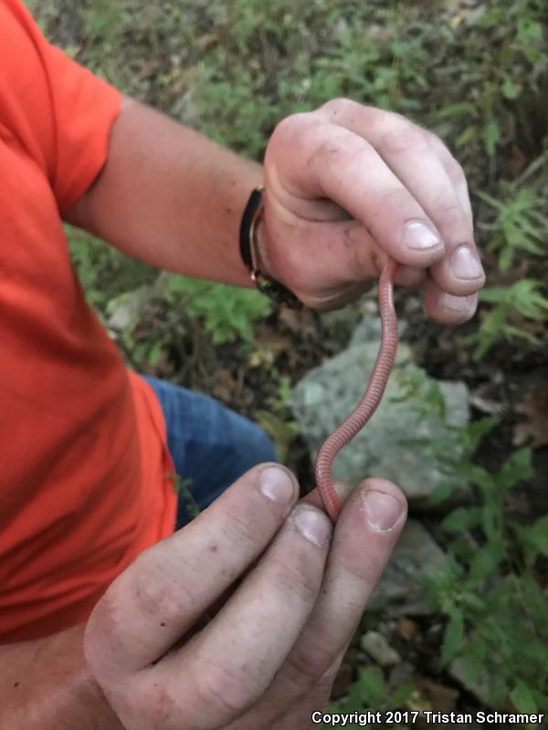 Midwestern Wormsnake (Carphophis amoenus helenae)