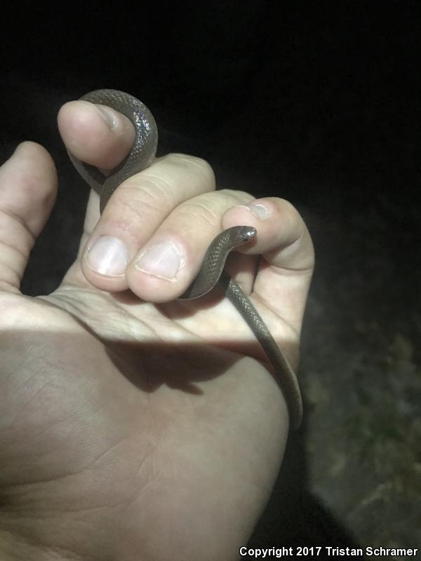 Midwestern Wormsnake (Carphophis amoenus helenae)