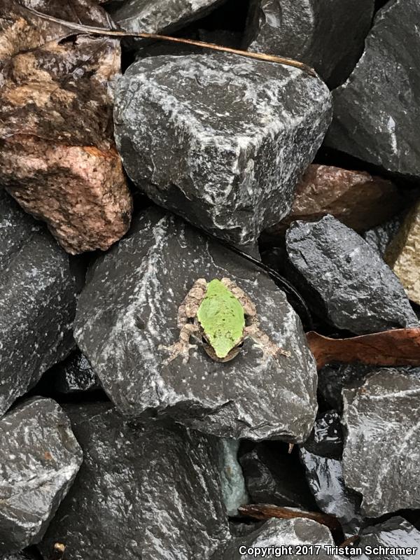 Bird-voiced Treefrog (Hyla avivoca)