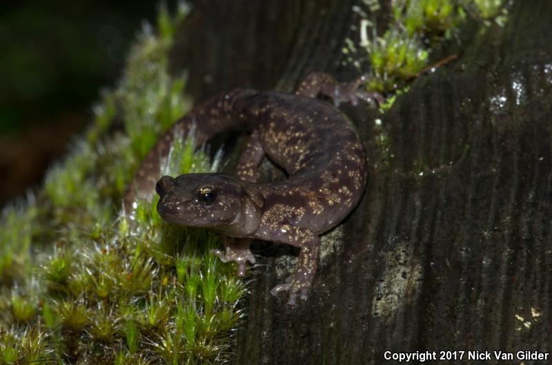 Wandering Salamander (Aneides vagrans)