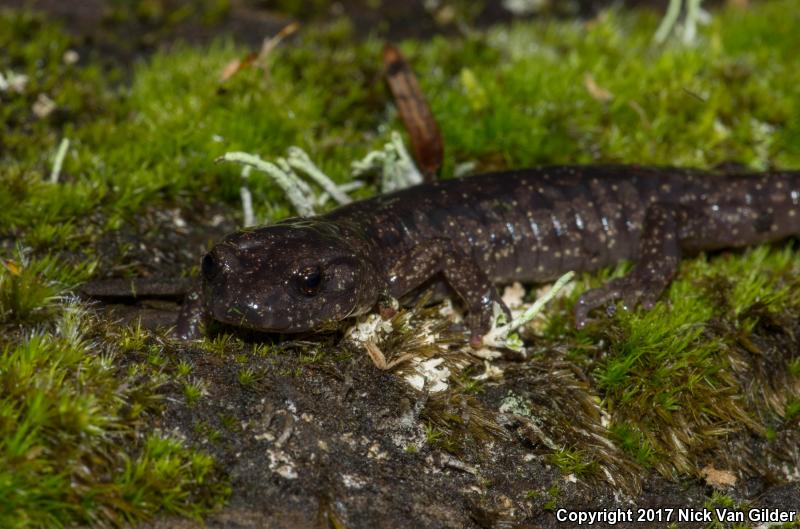 Wandering Salamander (Aneides vagrans)