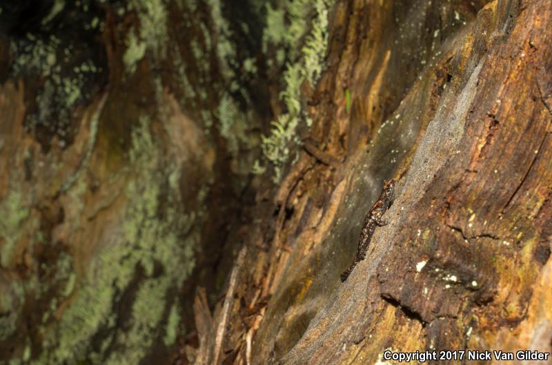 Wandering Salamander (Aneides vagrans)