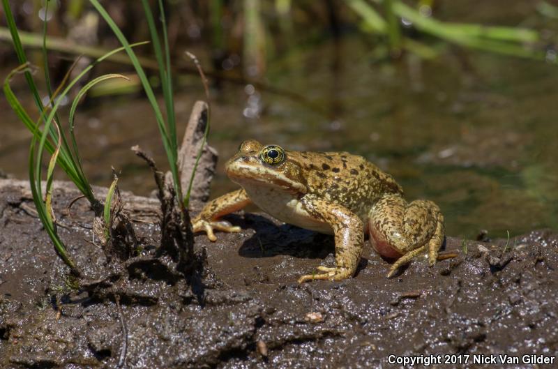 Cascades Frog (Rana cascadae)