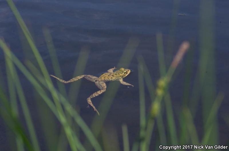 Cascades Frog (Rana cascadae)