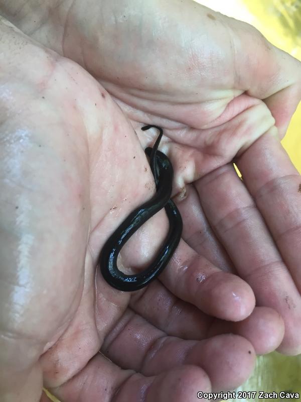 One-toed Amphiuma (Amphiuma pholeter)