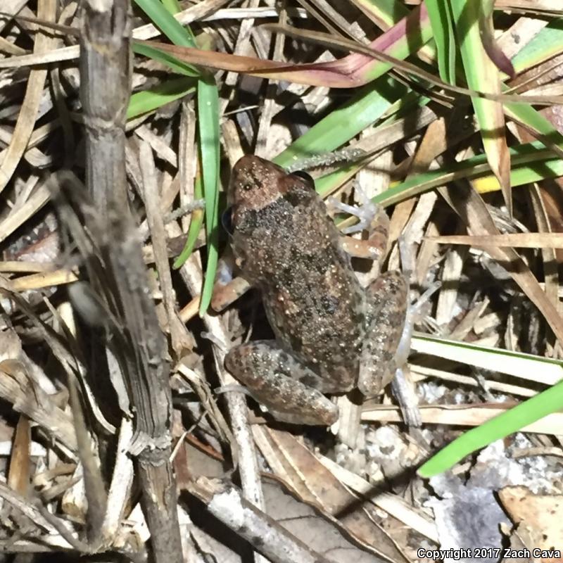 Greenhouse Frog (Eleutherodactylus planirostris)