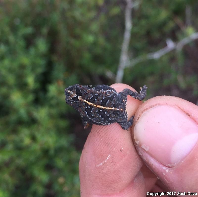 Oak Toad (Anaxyrus quercicus)