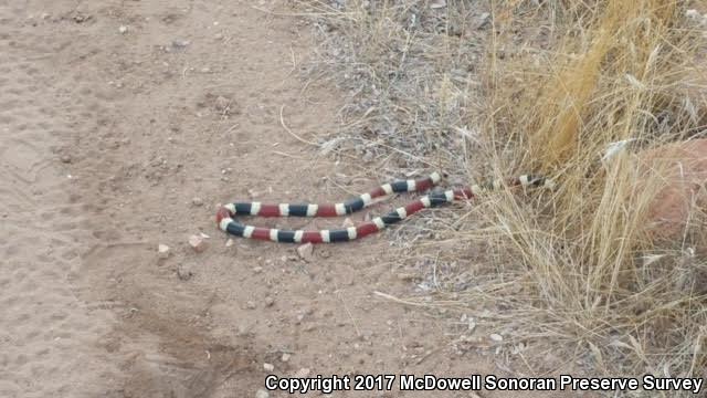 Sonoran Coralsnake (Micruroides euryxanthus)