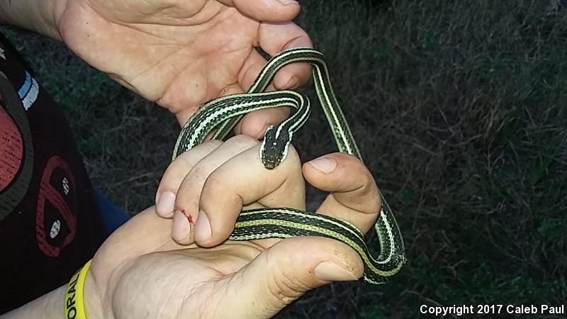 Gulf Coast Ribbonsnake (Thamnophis proximus orarius)