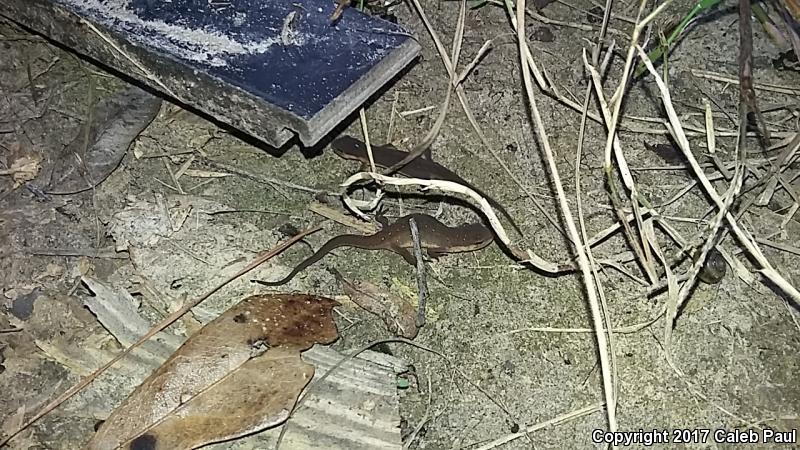 Central Newt (Notophthalmus viridescens louisianensis)