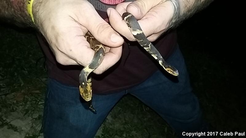 Broad-banded Watersnake (Nerodia fasciata confluens)