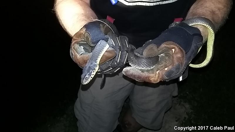 Blotched Watersnake (Nerodia erythrogaster transversa)