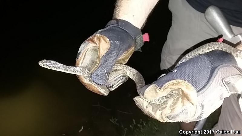 Blotched Watersnake (Nerodia erythrogaster transversa)