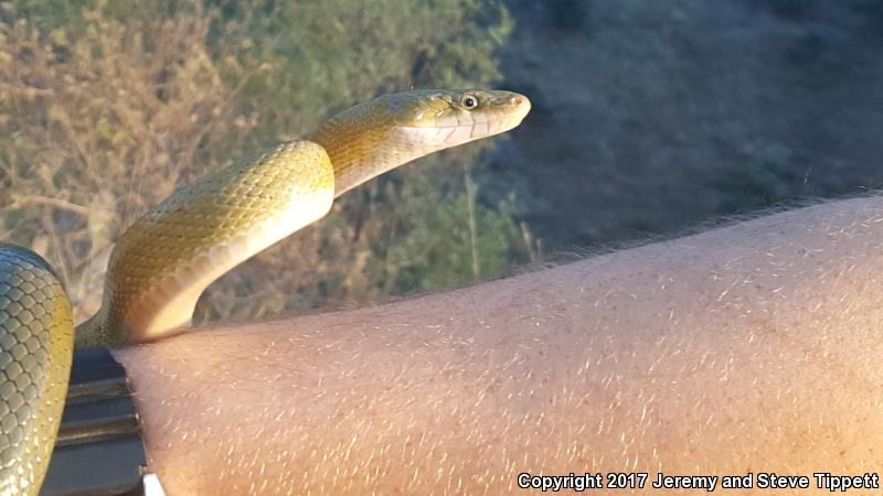 Green Ratsnake (Senticolis triaspis intermedia)