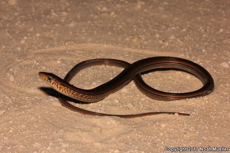 Eastern Slender Glass Lizard (Ophisaurus attenuatus longicaudus)