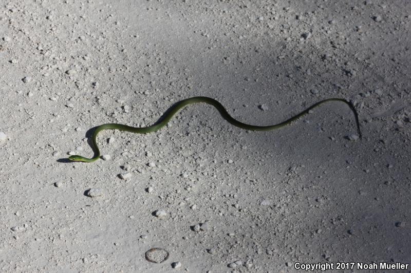 Florida Rough Greensnake (Opheodrys aestivus carinatus)