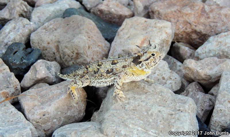 Texas Horned Lizard (Phrynosoma cornutum)