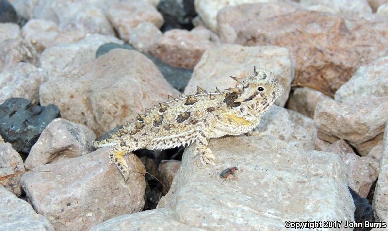 Texas Horned Lizard (Phrynosoma cornutum)