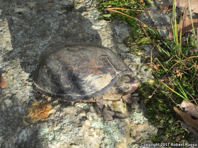 Eastern Mud Turtle (Kinosternon subrubrum subrubrum)