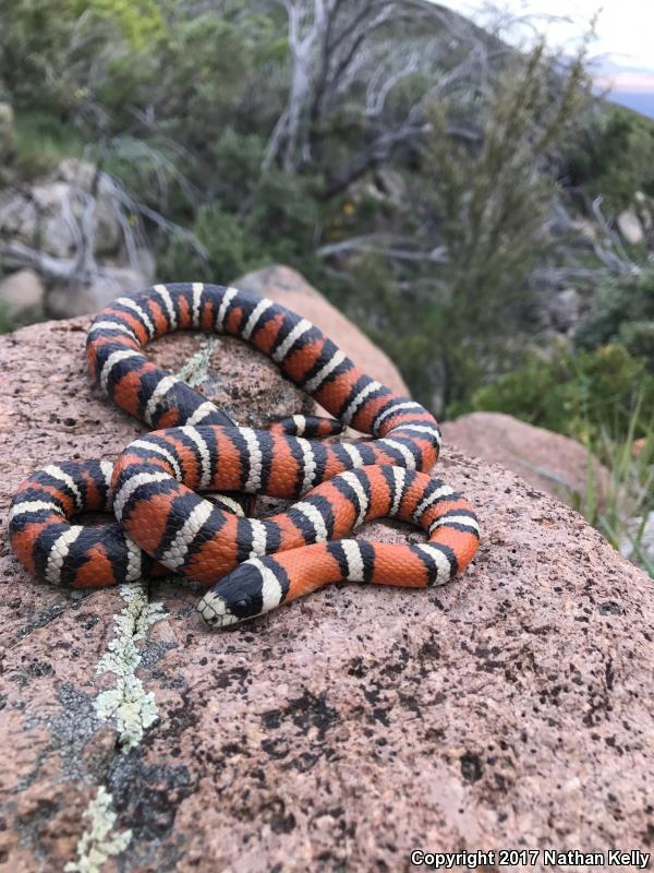 Utah Mountain Kingsnake (Lampropeltis pyromelana infralabialis)