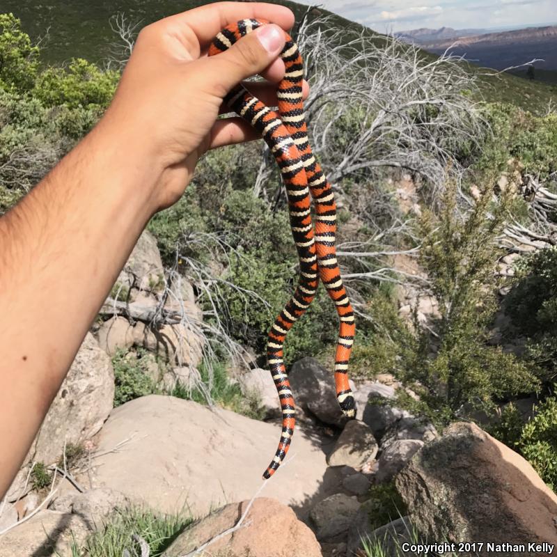 Utah Mountain Kingsnake (Lampropeltis pyromelana infralabialis)