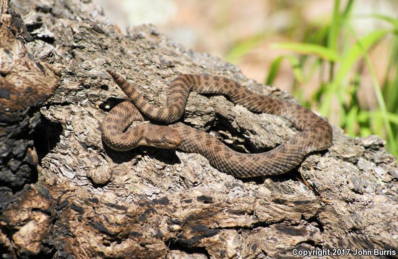 Western Twin-spotted Rattlesnake (Crotalus pricei pricei)