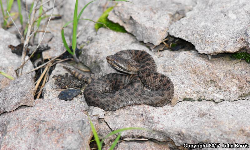 Western Twin-spotted Rattlesnake (Crotalus pricei pricei)