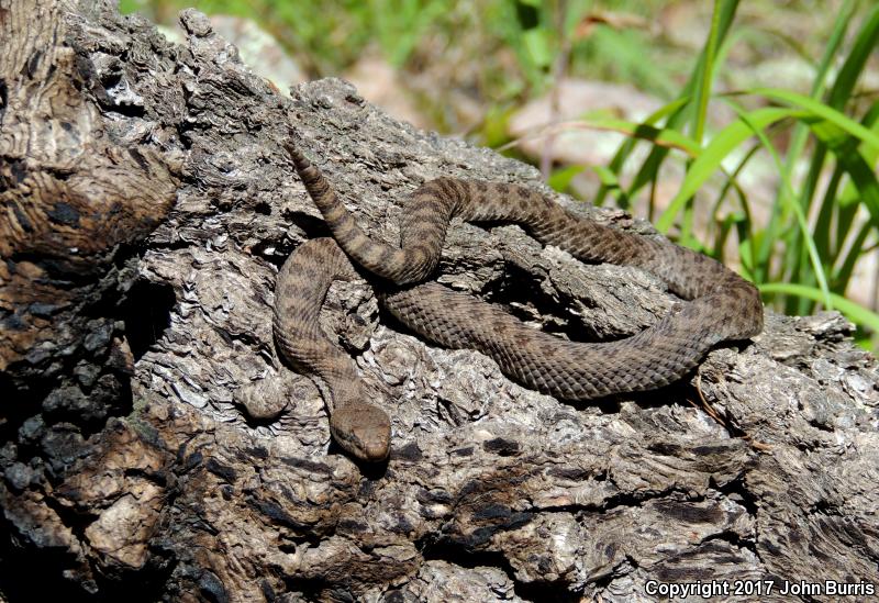 Western Twin-spotted Rattlesnake (Crotalus pricei pricei)