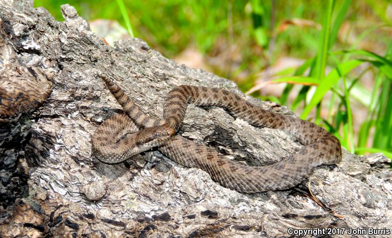 Western Twin-spotted Rattlesnake (Crotalus pricei pricei)