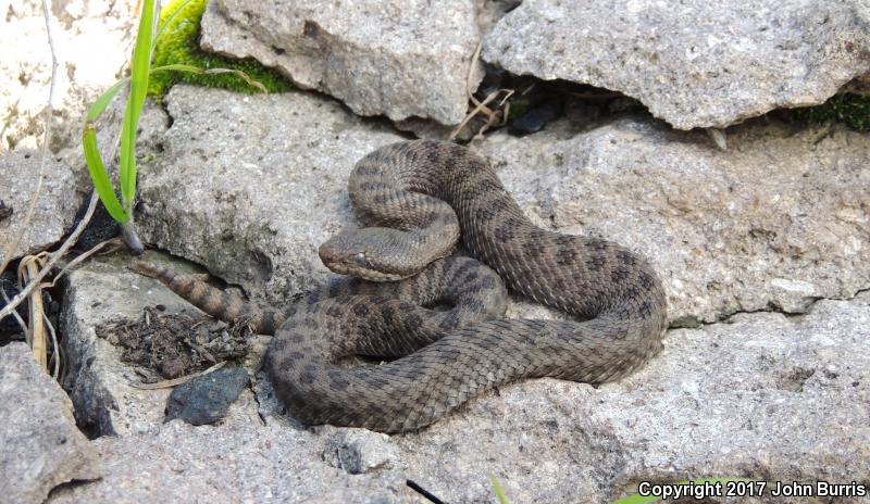 Western Twin-spotted Rattlesnake (Crotalus pricei pricei)