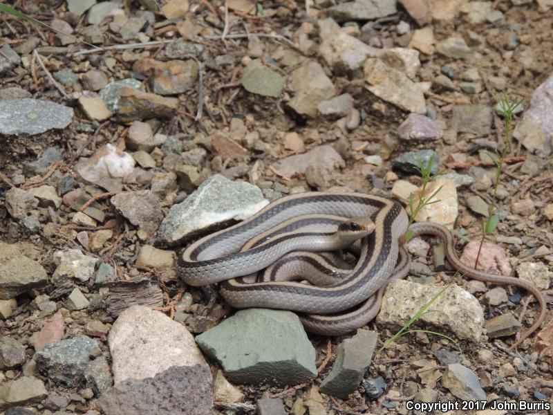 Mountain Patch-nosed Snake (Salvadora grahamiae grahamiae)