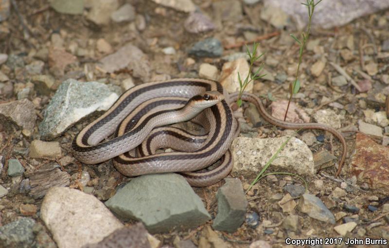 Mountain Patch-nosed Snake (Salvadora grahamiae grahamiae)
