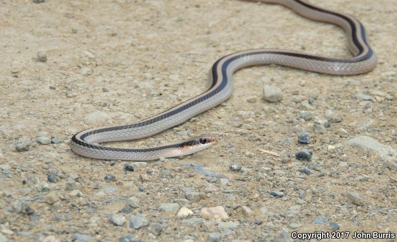 Mountain Patch-nosed Snake (Salvadora grahamiae grahamiae)