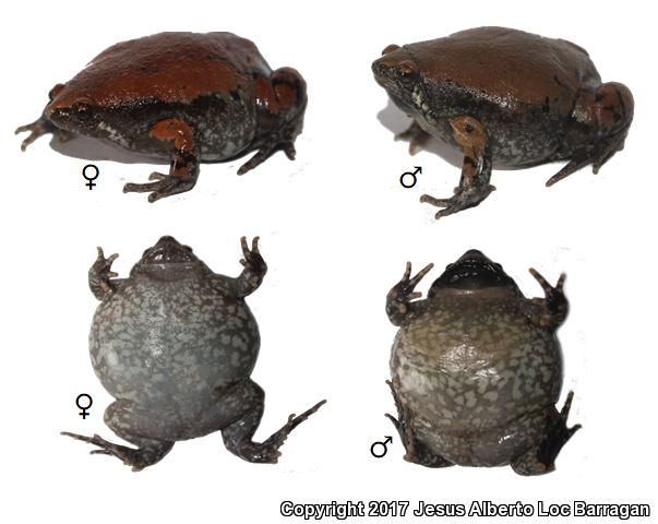 Sheep Frog (Hypopachus variolosus)