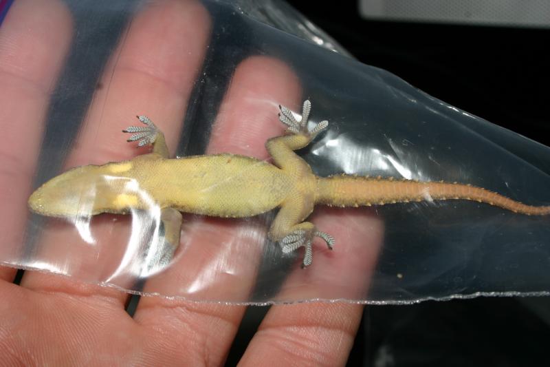 Indo-Pacific Gecko (Hemidactylus garnotii)