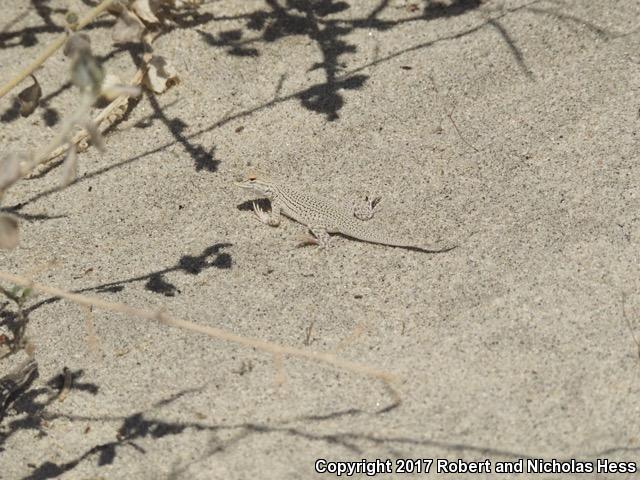 Coachella Valley Fringe-toed Lizard (Uma inornata)