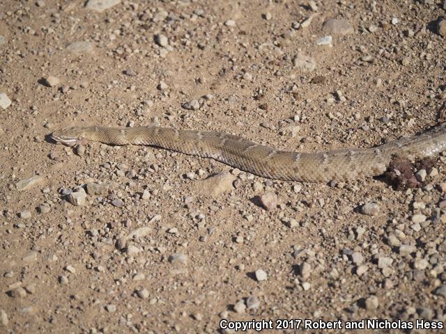 Arizona Ridge-nosed Rattlesnake (Crotalus willardi willardi)