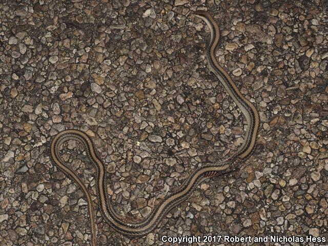 Big Bend Patch-nosed Snake (Salvadora hexalepis deserticola)