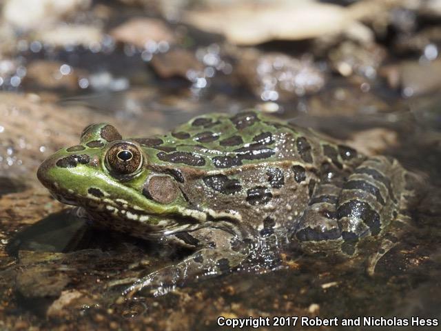 Lowland Leopard Frog (Lithobates yavapaiensis)